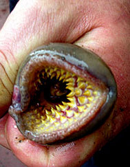La boca de la lamprea