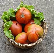 Tomates de Candamo, del huerto de Viri