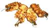 Flores de acacia fritas en miel de azahar