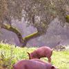 Cerdos ibéricos en la montanera