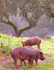 Cerdos ibéricos en la montanera