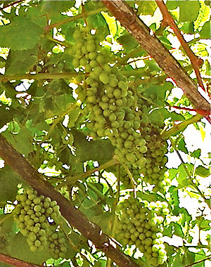 Racimos de uvas en la viña