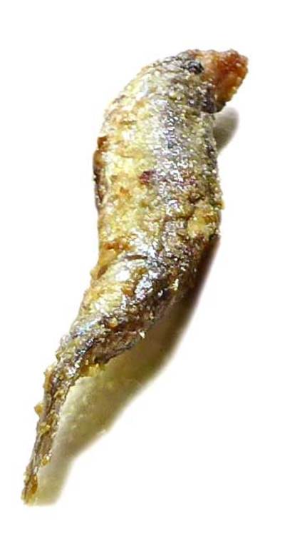 Bocarte frito