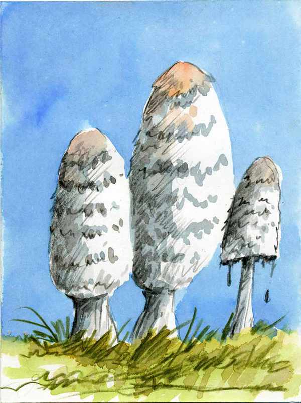 Corprinus comatus según Sir Cámara