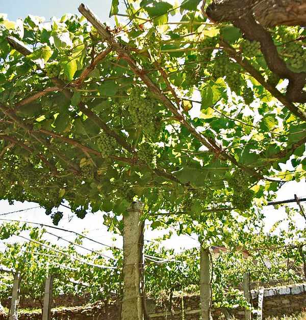 Emperrado típico de las cepas de Alabariño en Rías Baixas