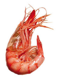 Gamba roja del Mediterráneo, la única válida.