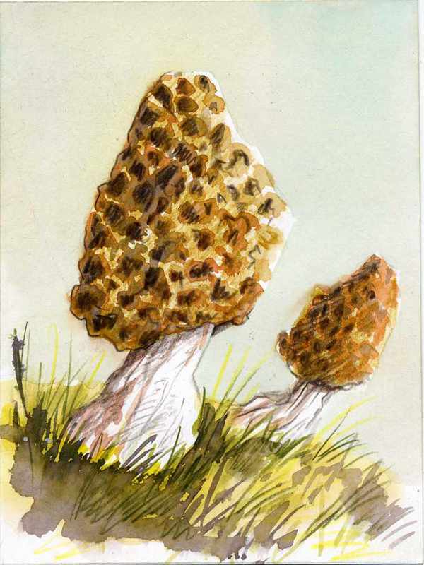 Morchella, según Sir Cámara