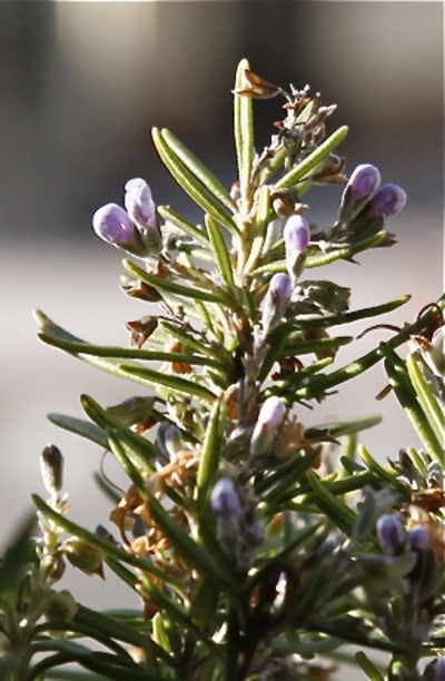 Brotes de flor de romero