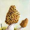 Morchella, según Sir Cámara