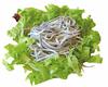 Angulas en ensalada