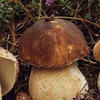 Boletus pinícola