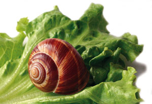 Caracol sobre lechuga