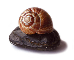 Caracol sobre una piedra