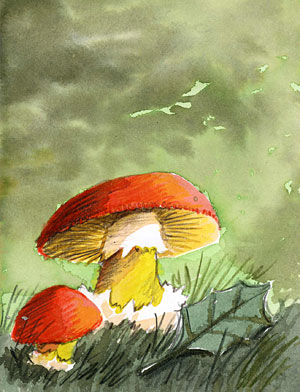 Dibujo de seta Amanita Cesarea