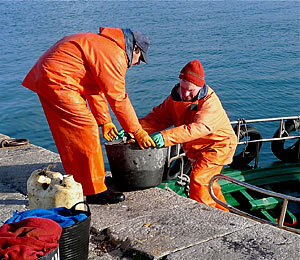 Pescadores descargando en O Grove