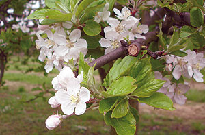 Flor del manzano