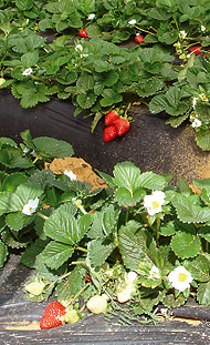 Fresas en invernadero