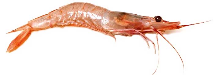Gamba blanca cruda