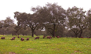 Cerdos ibéricos en la Dehesa