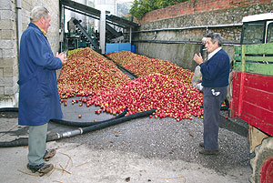 Descargando manzana en un lagar