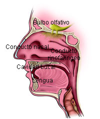 Conductos rino-faringeo