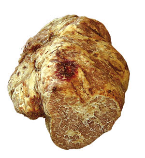 Trufa blanca o tartufi di Alba