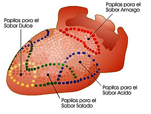 Lengua y papilas gustativas