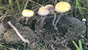 Psilocybes