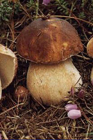 Boletus pinícola