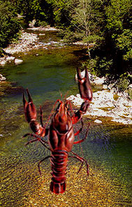 Cangrejo sobre el río Dobra